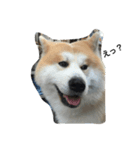 秋田犬 ヤマト（個別スタンプ：3）