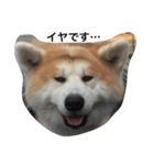 秋田犬 ヤマト（個別スタンプ：4）
