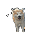 秋田犬 ヤマト（個別スタンプ：6）