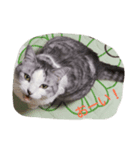Yuzu Chan Sticker（個別スタンプ：1）