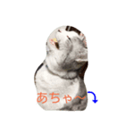 Yuzu Chan Sticker（個別スタンプ：3）