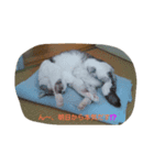 Yuzu Chan Sticker（個別スタンプ：6）