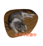 Yuzu Chan Sticker（個別スタンプ：7）