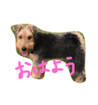 いつでもcherie2（個別スタンプ：1）