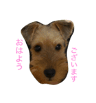 いつでもcherie2（個別スタンプ：5）