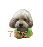 ユニちゃん プードル（個別スタンプ：1）