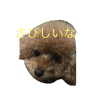 ユニちゃん プードル（個別スタンプ：2）