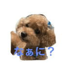 ユニちゃん プードル（個別スタンプ：3）