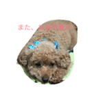 ユニちゃん プードル（個別スタンプ：4）