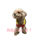 ユニちゃん プードル（個別スタンプ：6）