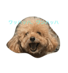 ユニちゃん プードル（個別スタンプ：8）