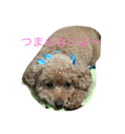 ユニちゃん プードル（個別スタンプ：9）