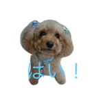 ユニちゃん プードル（個別スタンプ：10）