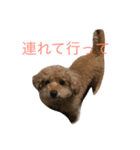 ユニちゃん プードル（個別スタンプ：13）
