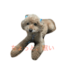 ユニちゃん プードル（個別スタンプ：15）
