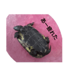亀の一言（個別スタンプ：1）