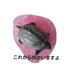 亀の一言（個別スタンプ：7）