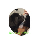 pekorin（個別スタンプ：14）