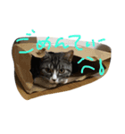prettea06（個別スタンプ：4）