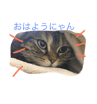 アメショなつめ（個別スタンプ：1）