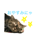 アメショなつめ（個別スタンプ：2）