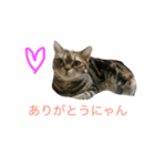 アメショなつめ（個別スタンプ：3）