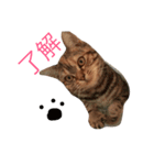 アメショなつめ（個別スタンプ：5）