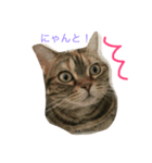 アメショなつめ（個別スタンプ：7）