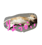 びーちゃんは かわいこ（個別スタンプ：12）