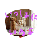 びーちゃんは かわいこ（個別スタンプ：14）