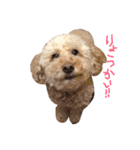 はなちゃんわらちゃん（個別スタンプ：1）