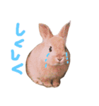 はなちゃんわらちゃん（個別スタンプ：4）