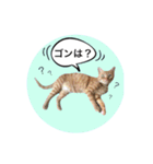 おおそらゴンちゃん（個別スタンプ：3）