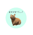 おおそらゴンちゃん（個別スタンプ：13）