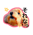 まるぷーのMAYchan（個別スタンプ：3）