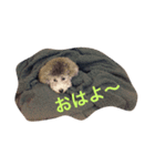 ロム（個別スタンプ：1）