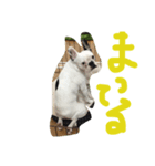 わさえの（個別スタンプ：2）