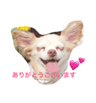 チワワのハニーです（個別スタンプ：1）