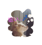チワワのハニーです（個別スタンプ：2）