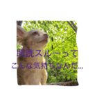 チワワのハニーです（個別スタンプ：3）