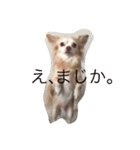 チワワのハニーです（個別スタンプ：4）