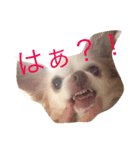 チワワのハニーです（個別スタンプ：6）