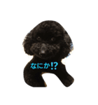 トイプードルモコのスタンプ（個別スタンプ：10）