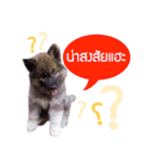 My Dog in Memory（個別スタンプ：3）