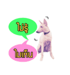 My Dog in Memory（個別スタンプ：4）