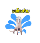 My Dog in Memory（個別スタンプ：6）