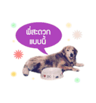 My Dog in Memory（個別スタンプ：7）