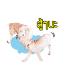 My Dog in Memory（個別スタンプ：8）