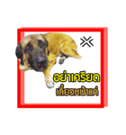 My Dog in Memory（個別スタンプ：10）