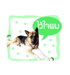 My Dog in Memory（個別スタンプ：12）